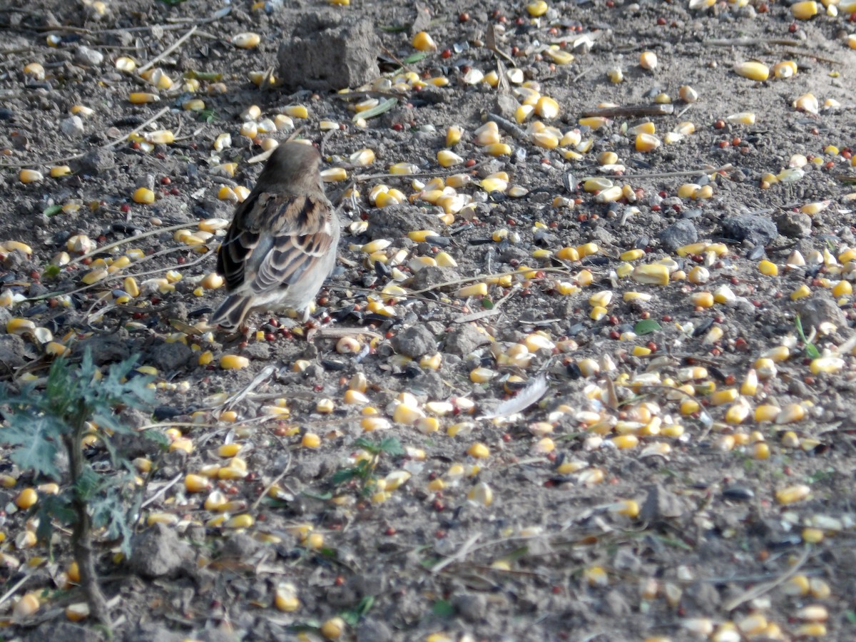 House Sparrow - ML623543791