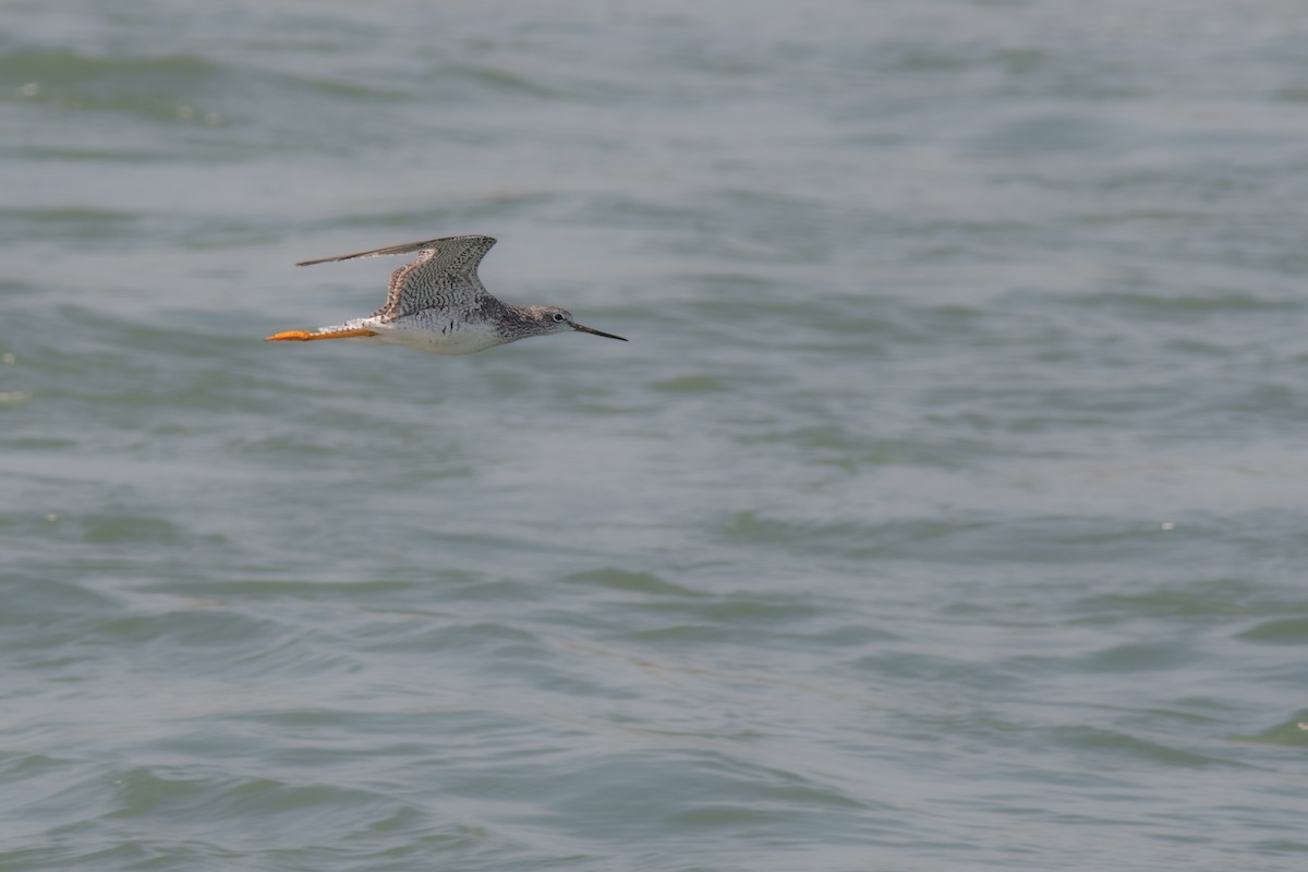 Tüpfelgelbschenkel - ML623543796