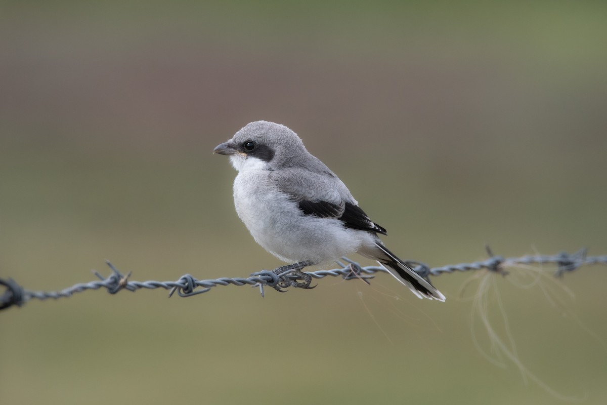 Louisianawürger - ML623543810