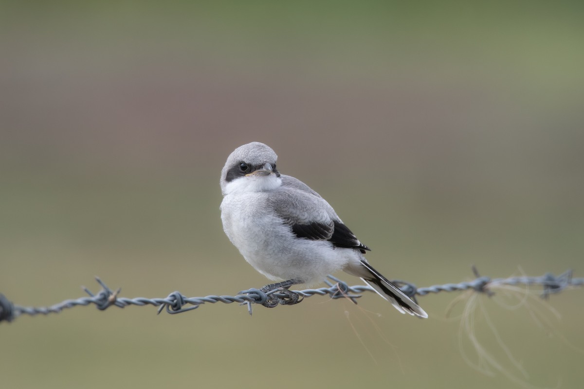 Louisianawürger - ML623543812