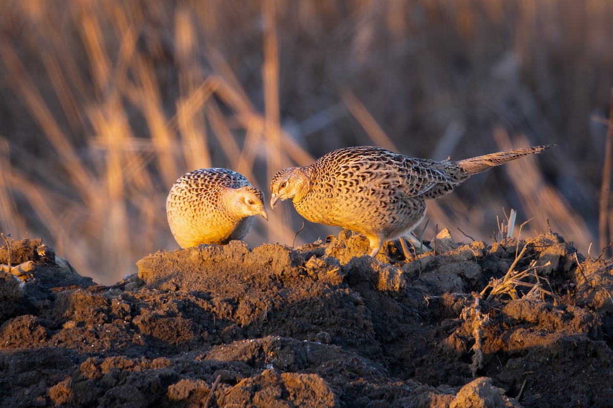 Ring-necked Pheasant - ML623543817