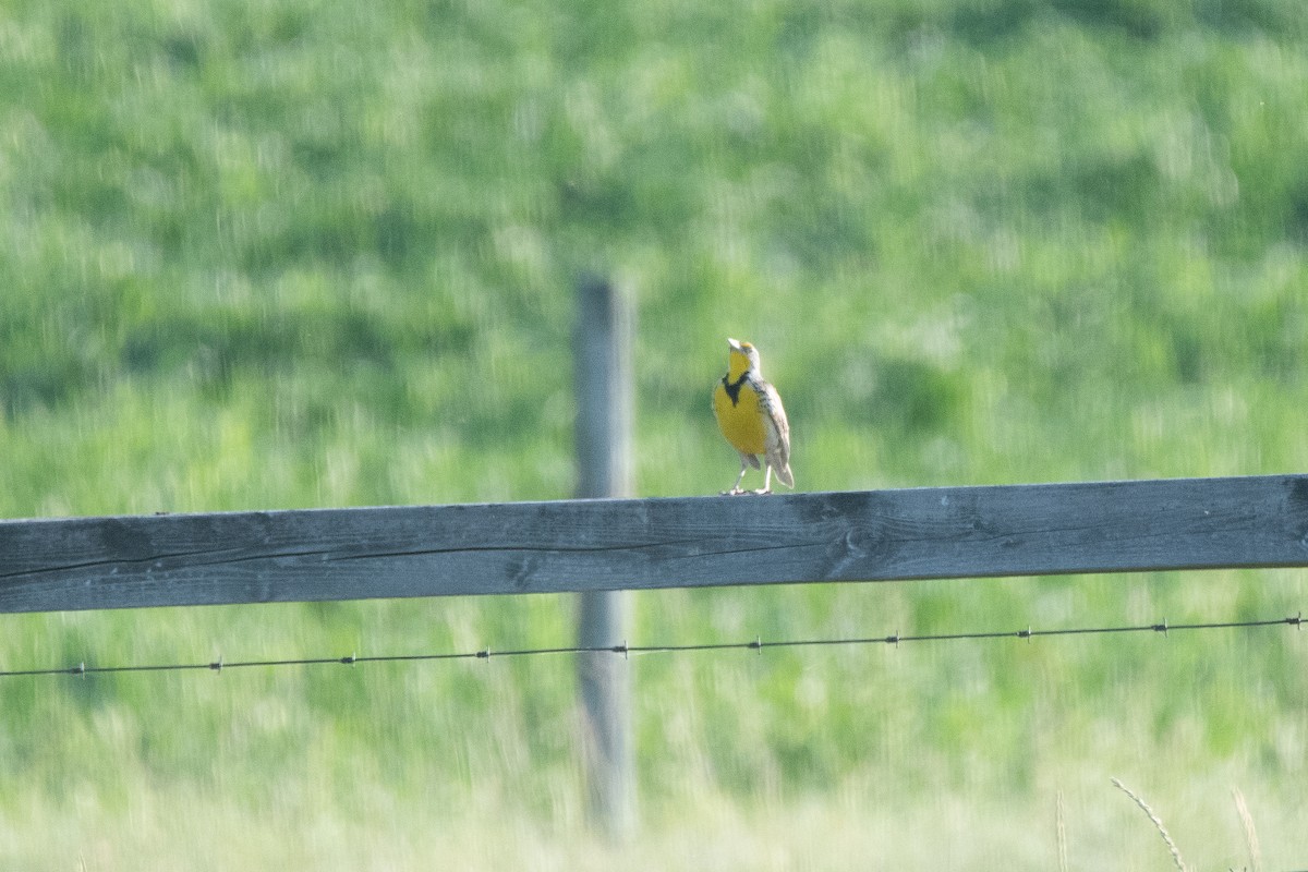 Wiesenstärling - ML623543818