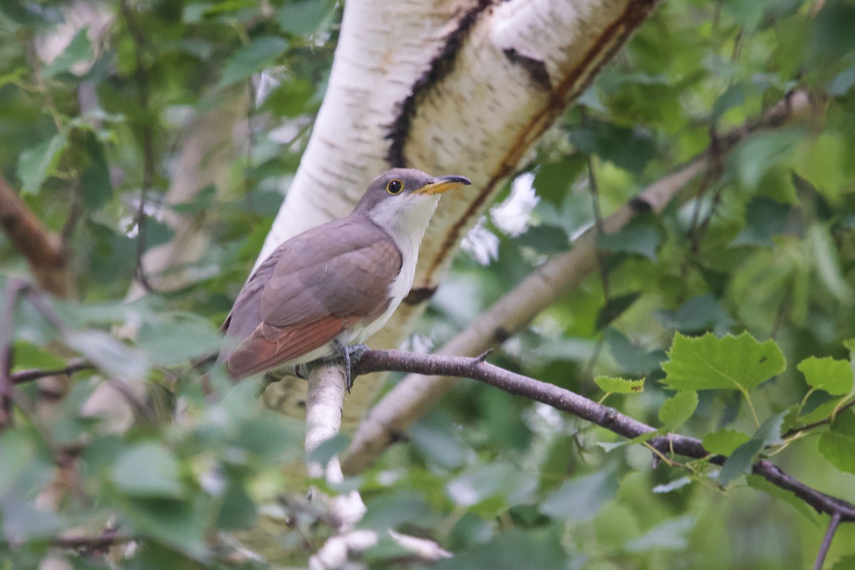 Yellow-billed Cuckoo - ML623543828