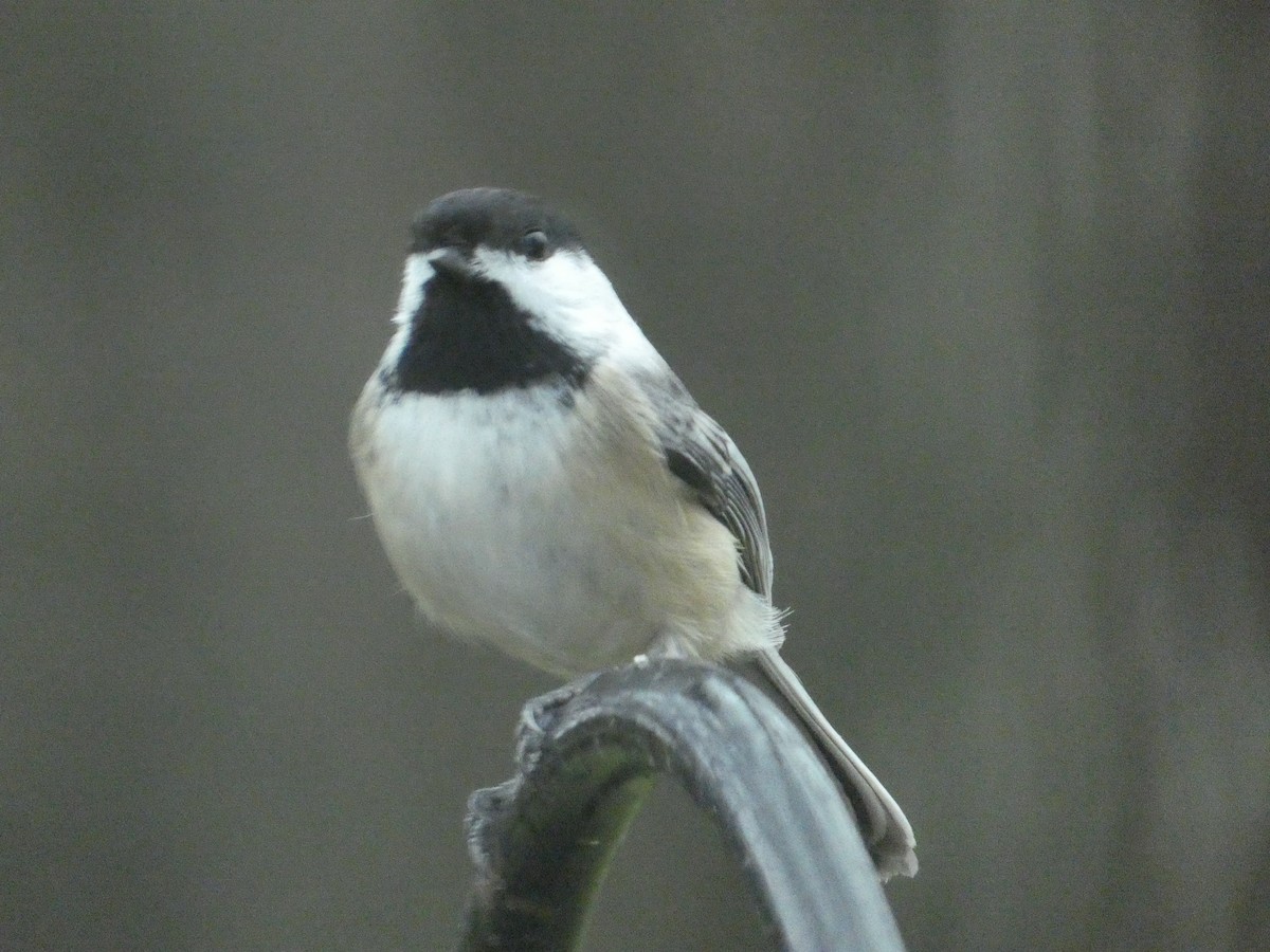 Black-capped Chickadee - ML623543844