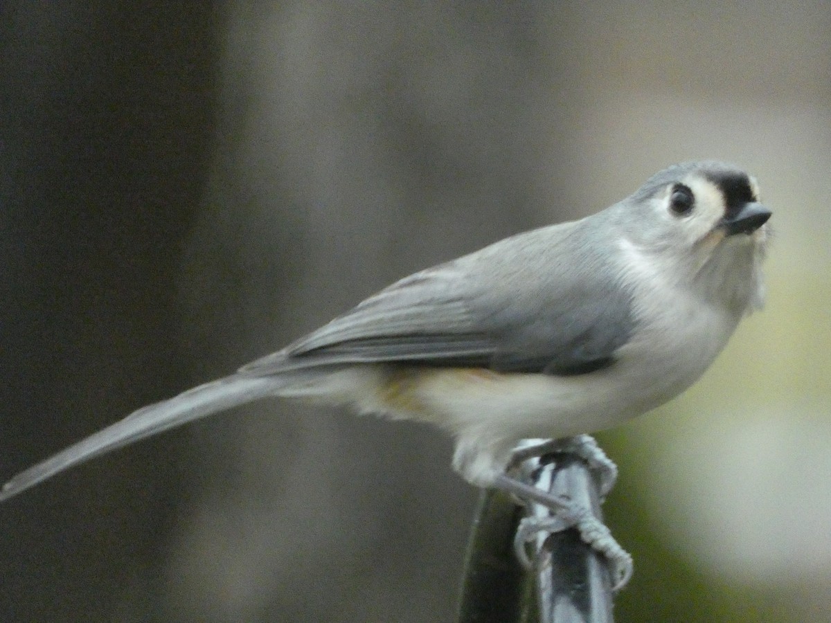 Tufted Titmouse - ML623543853