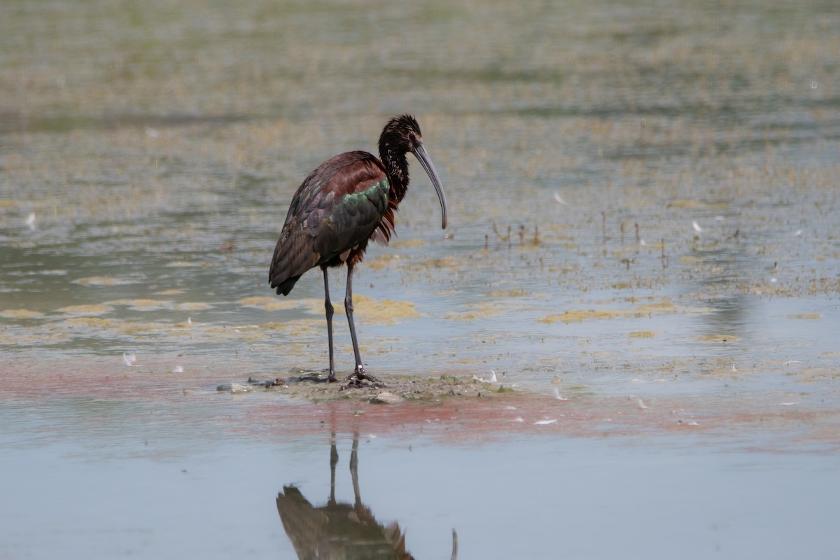 Brillensichler - ML623543856