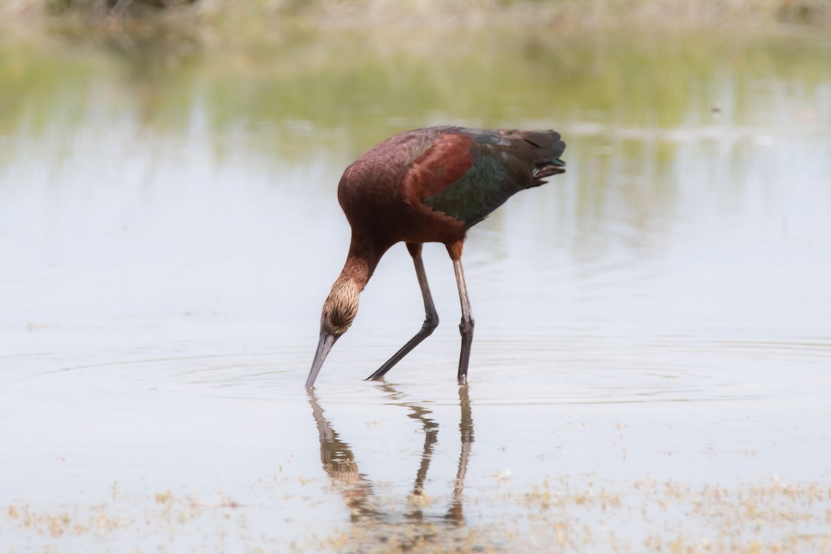 White-faced Ibis - Matthew Garvin