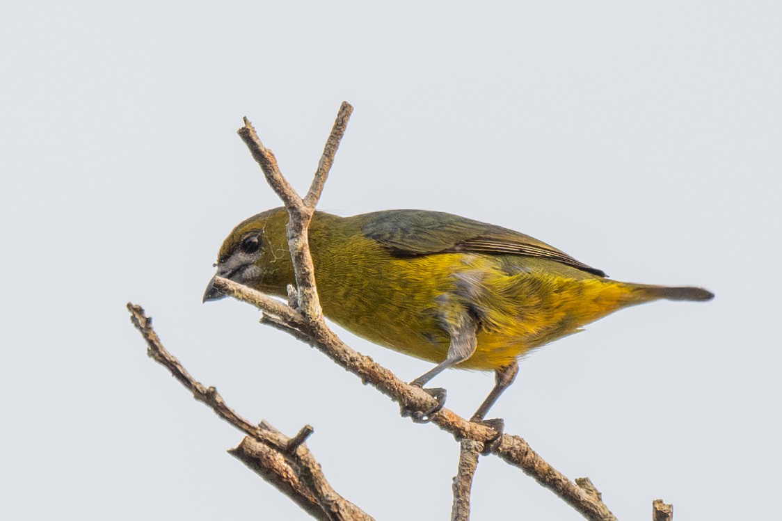 Golden-bellied Euphonia - ML623543859