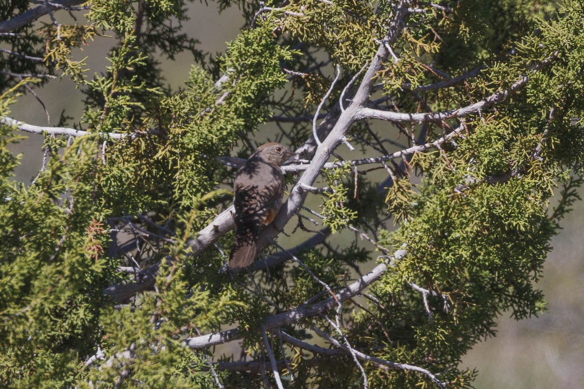 Canyon Towhee - ML623543871