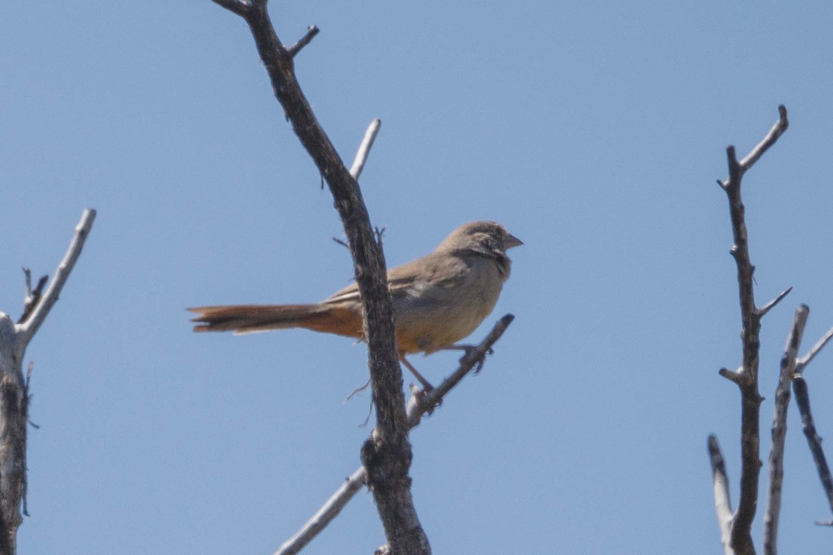 Canyon Towhee - ML623543889