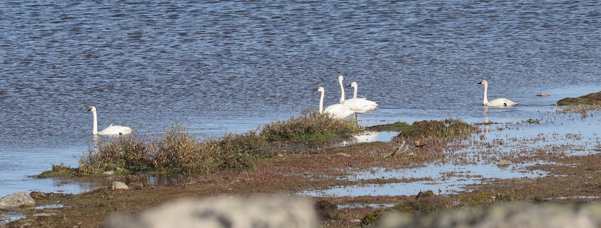 Tundra Swan - Denis Corbeil