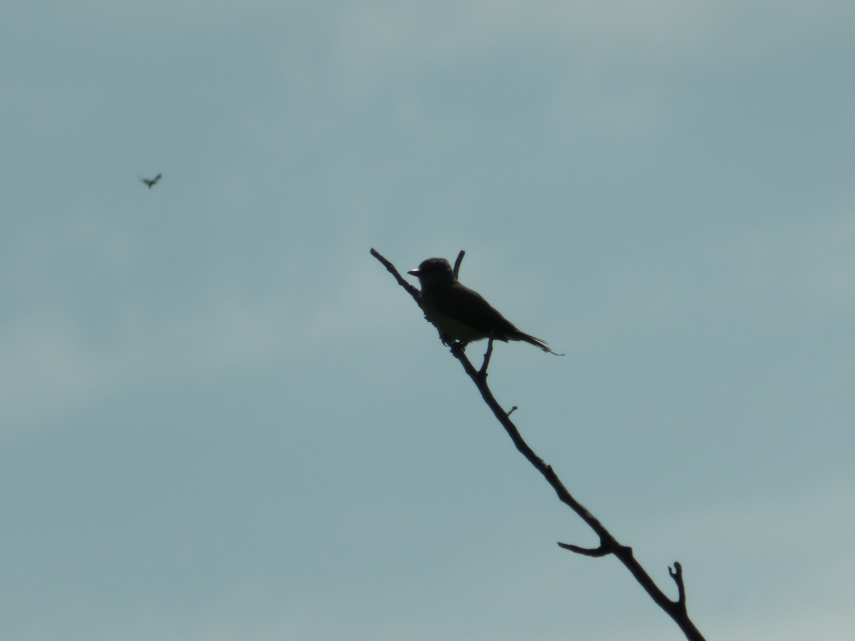 Vermilion Flycatcher - ML623544009