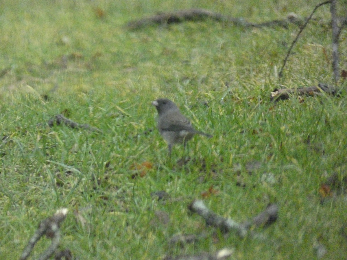 Dark-eyed Junco - ML623544043