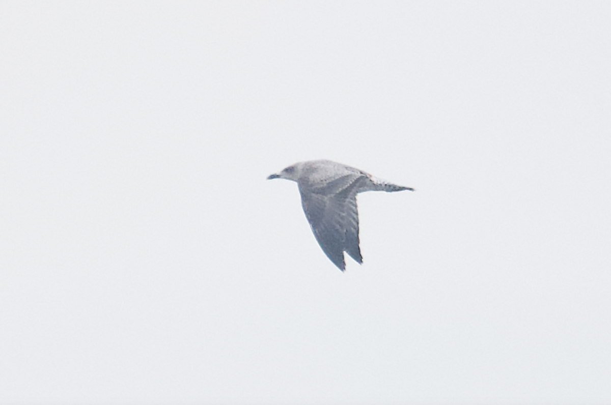 Lesser Black-backed Gull - ML623544059