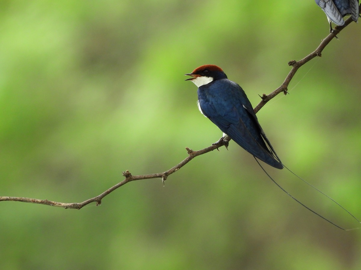 Wire-tailed Swallow - ML623544064