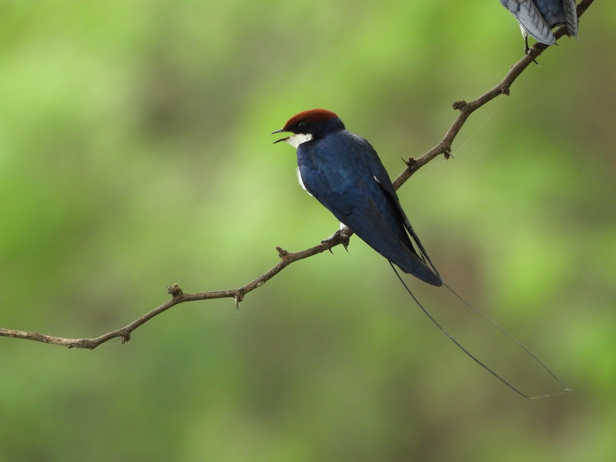 Wire-tailed Swallow - ML623544065