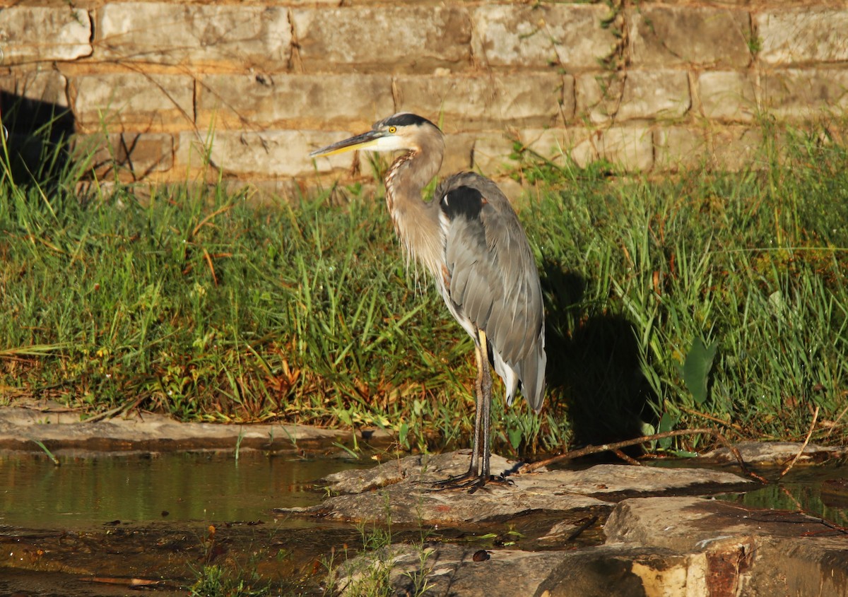 Great Blue Heron - Ruth King