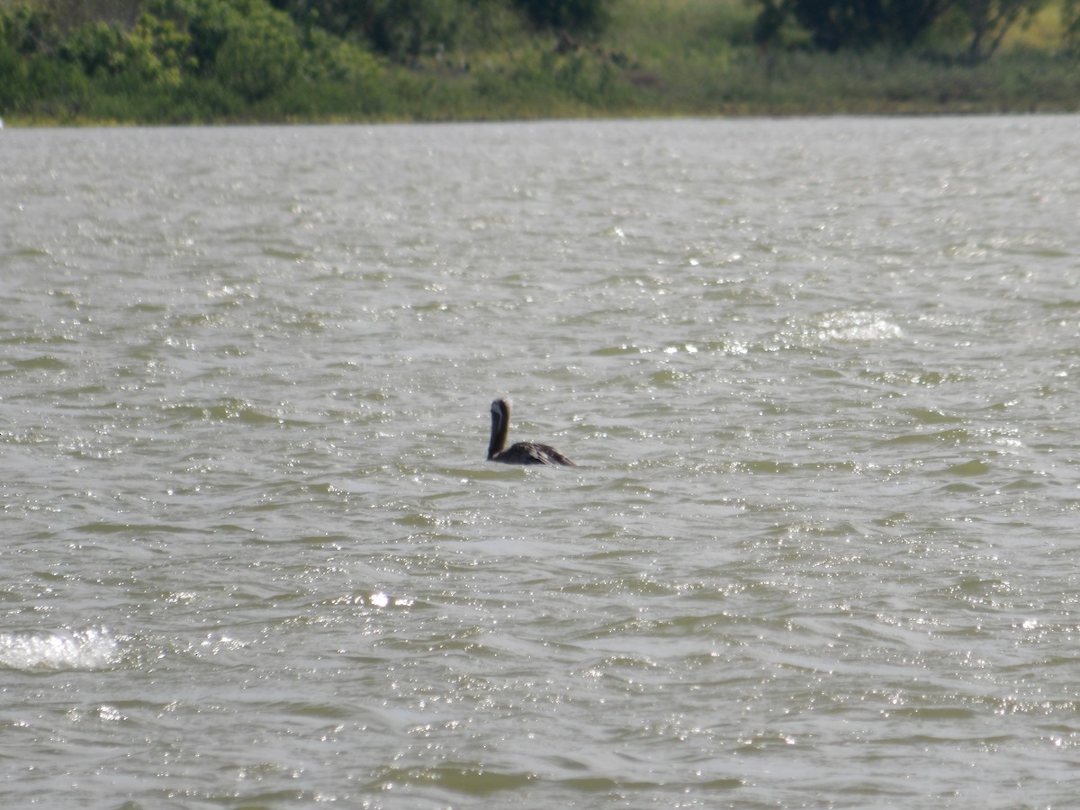 Brown Pelican - ML623544095