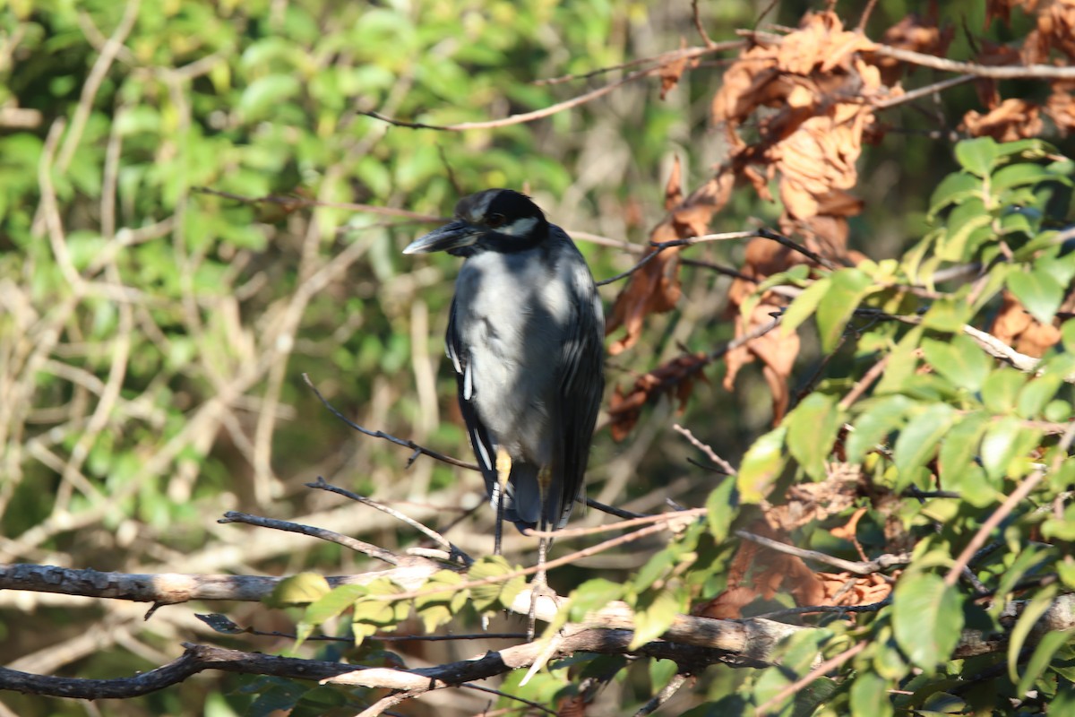 Yellow-crowned Night Heron - ML623544111