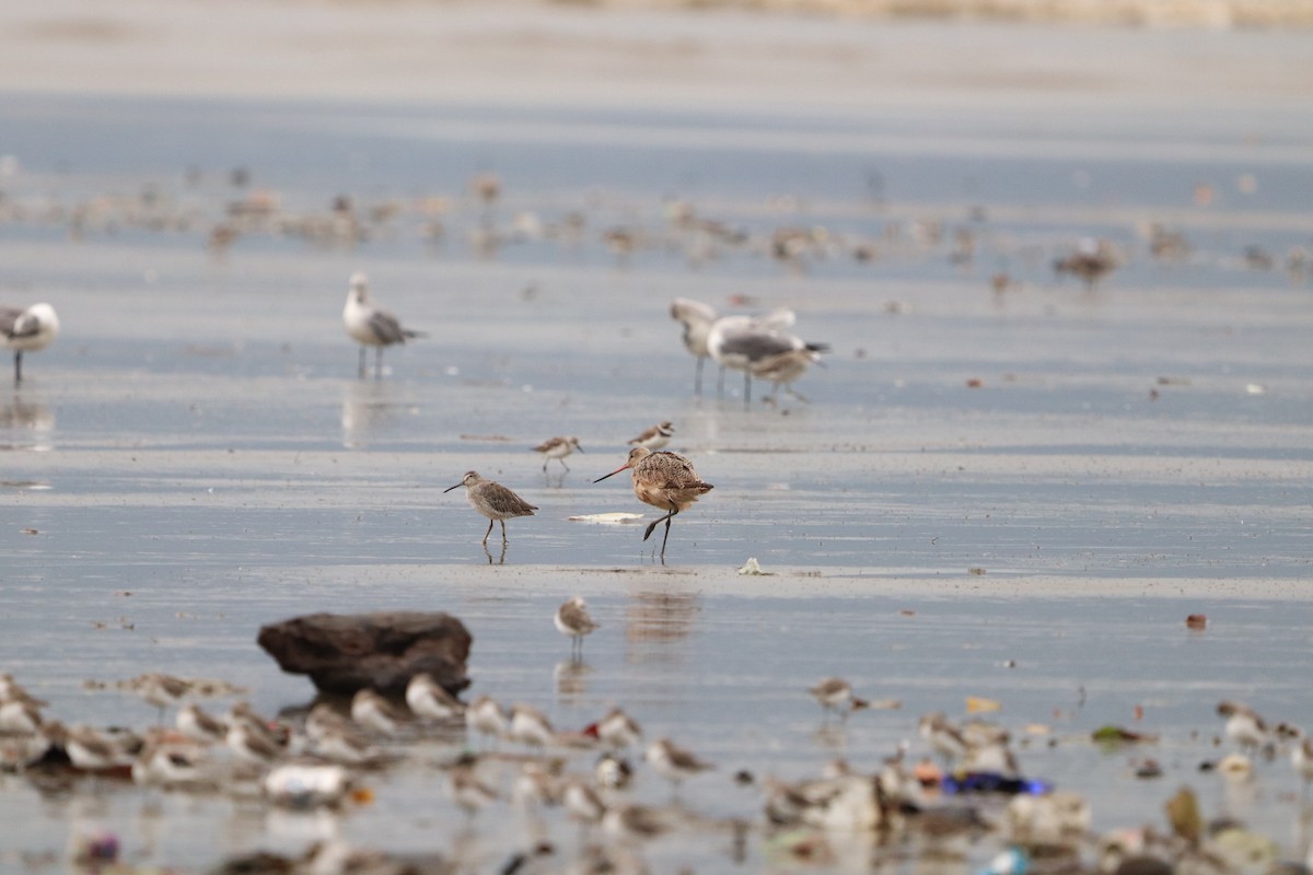 Marbled Godwit - ML623544114
