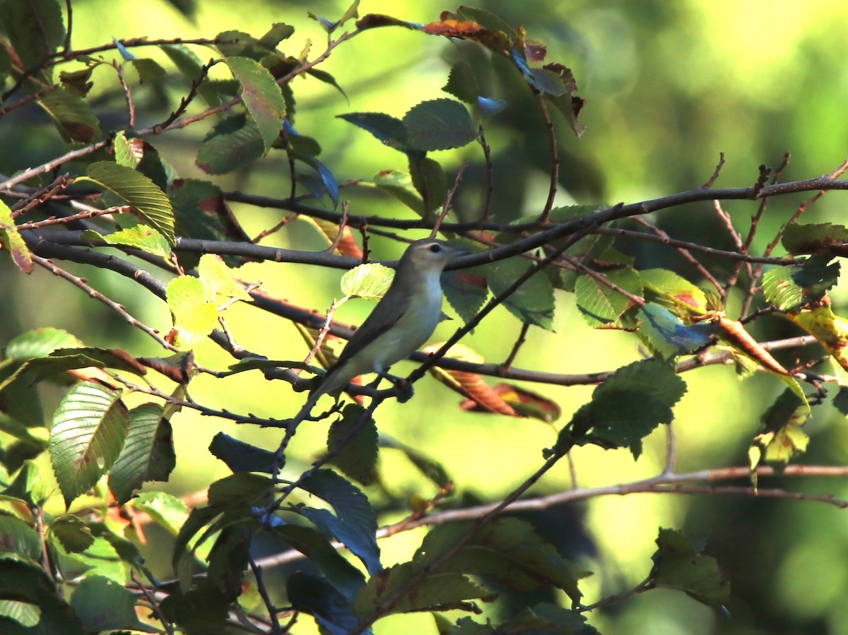 Warbling Vireo - Ruth King