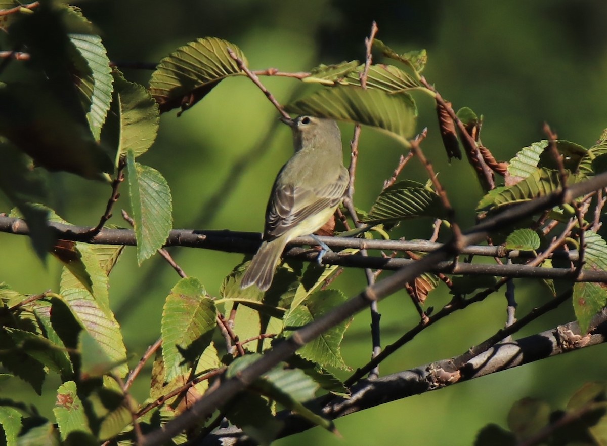 Warbling Vireo - ML623544126