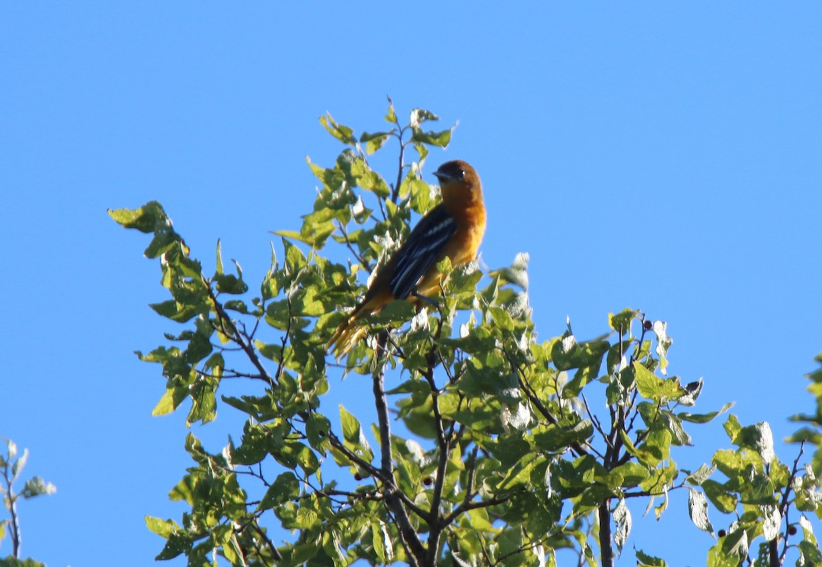 Baltimore Oriole - ML623544134