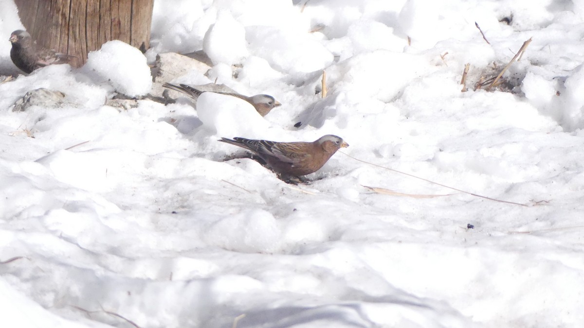 Gray-crowned Rosy-Finch - ML623544146