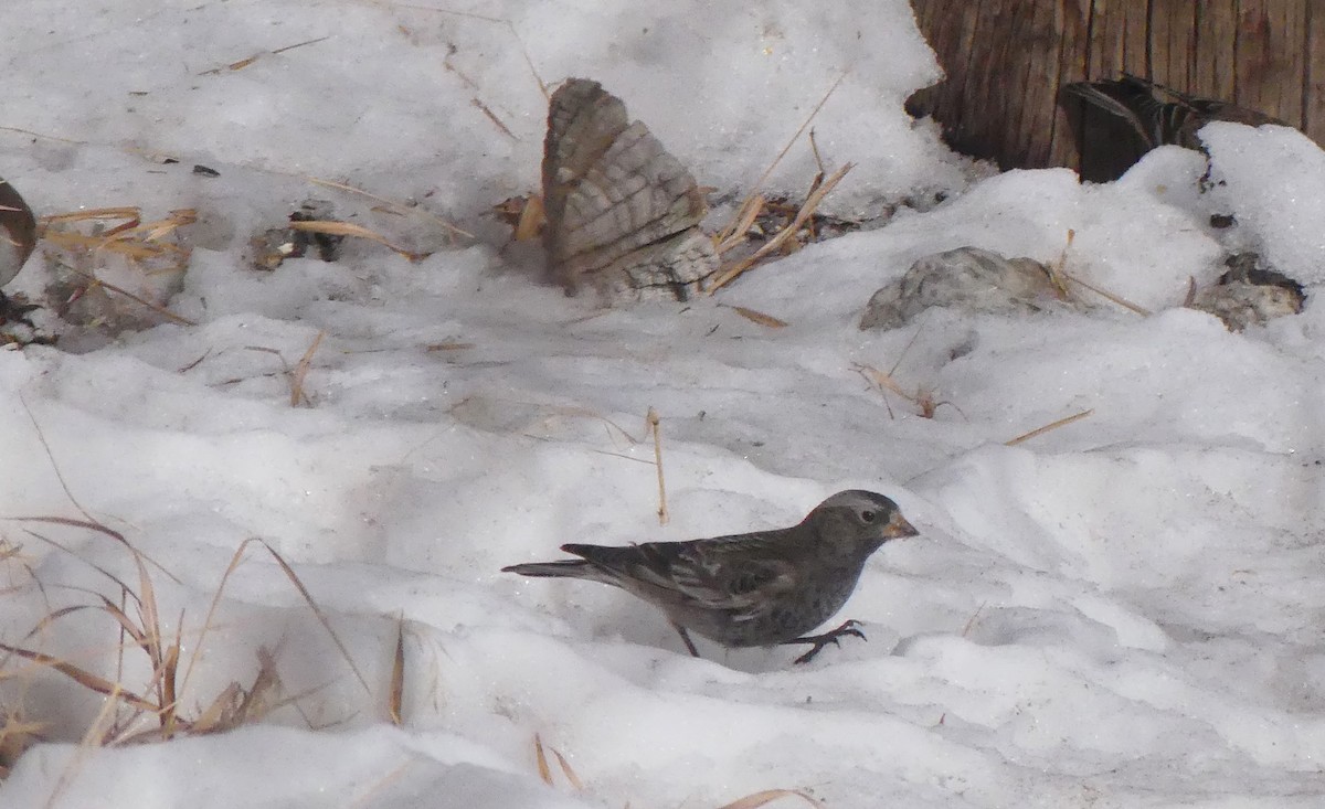 Black Rosy-Finch - ML623544166