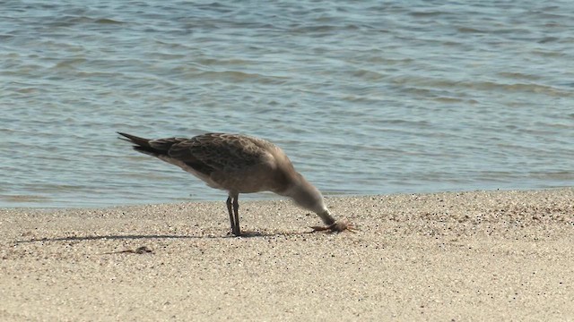 Pacific Gull - ML623544219