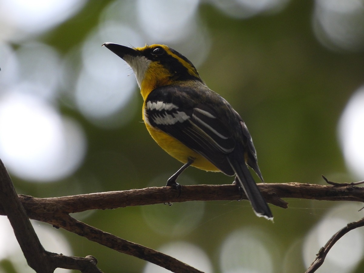 Yellow-breasted Boatbill - Chanith Wijeratne