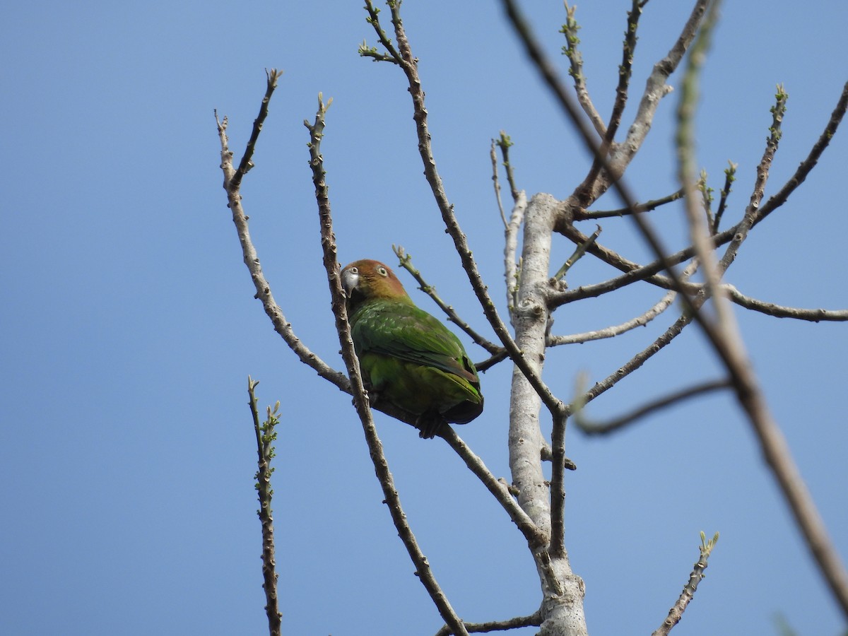 Red-cheeked Parrot - ML623544298