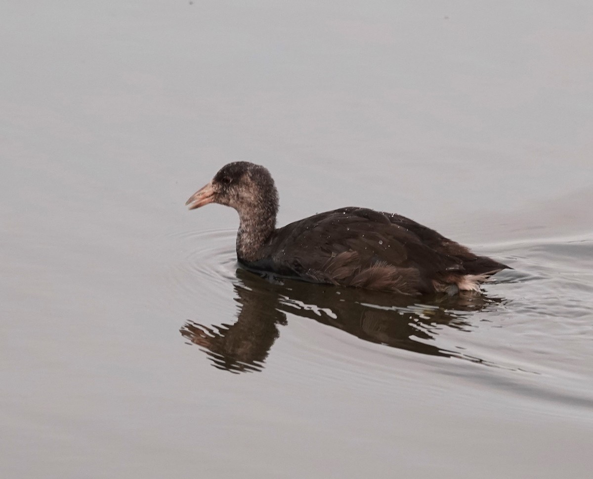 American Coot - ML623544307