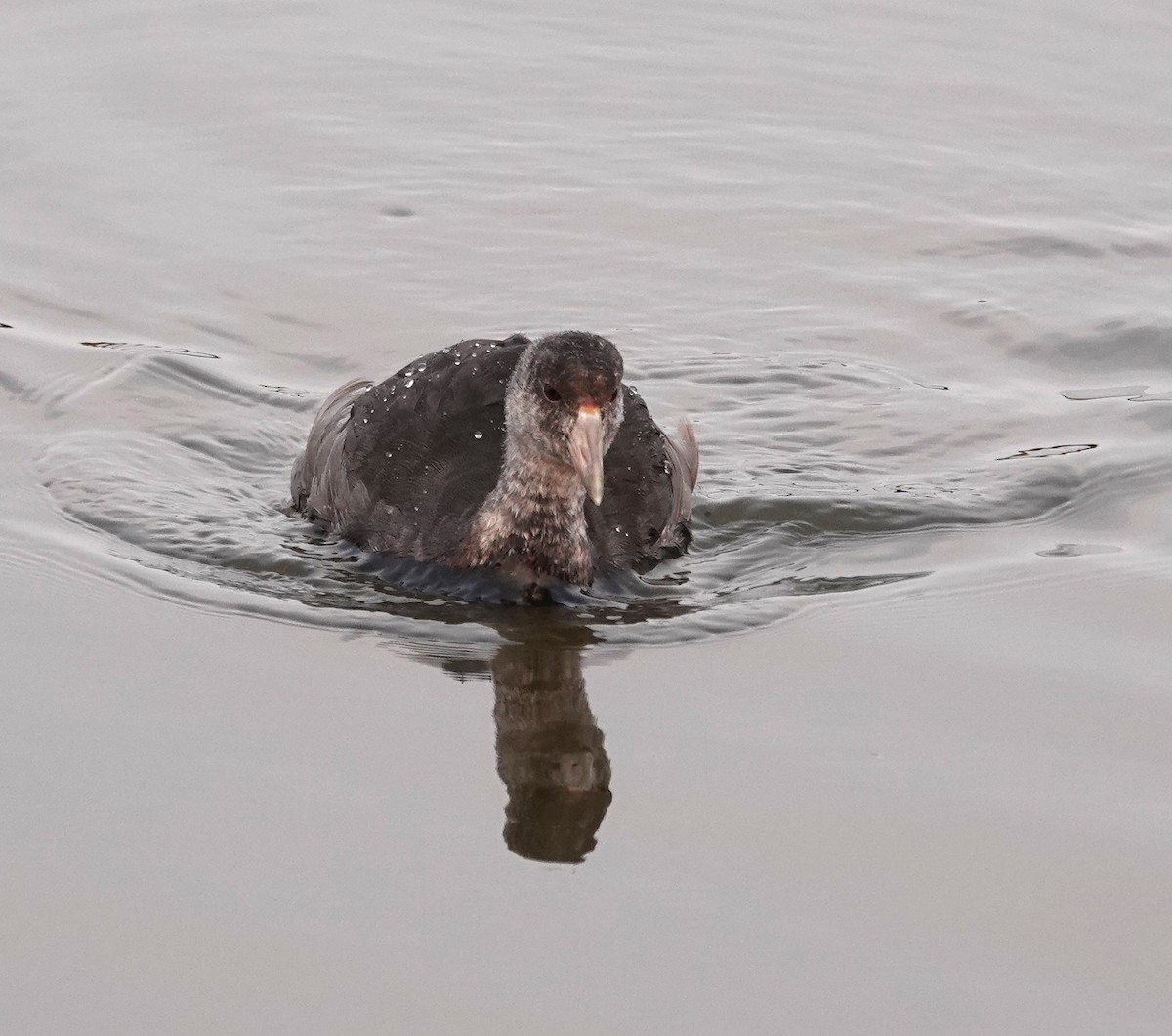 American Coot - ML623544313