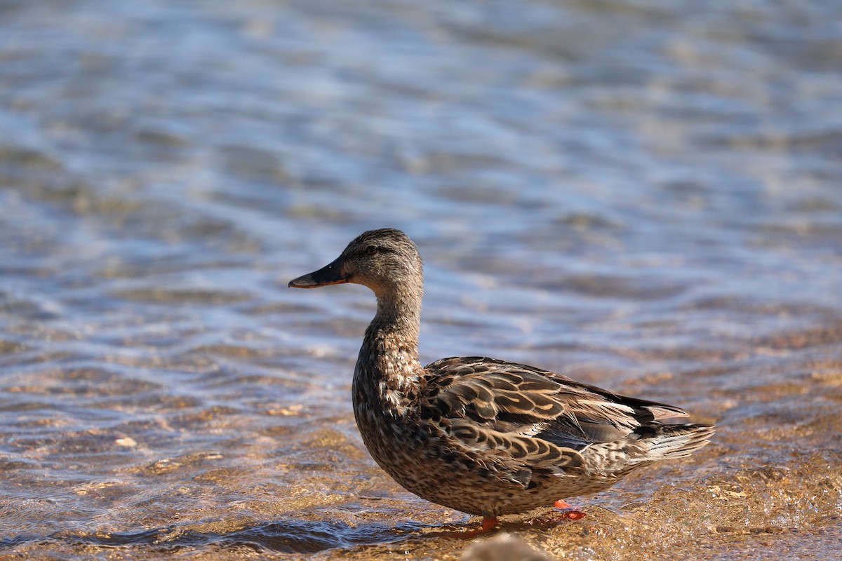 Canard colvert - ML623544319