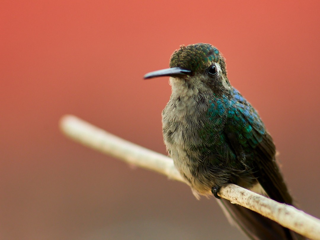 Cuban Emerald - ML623544341