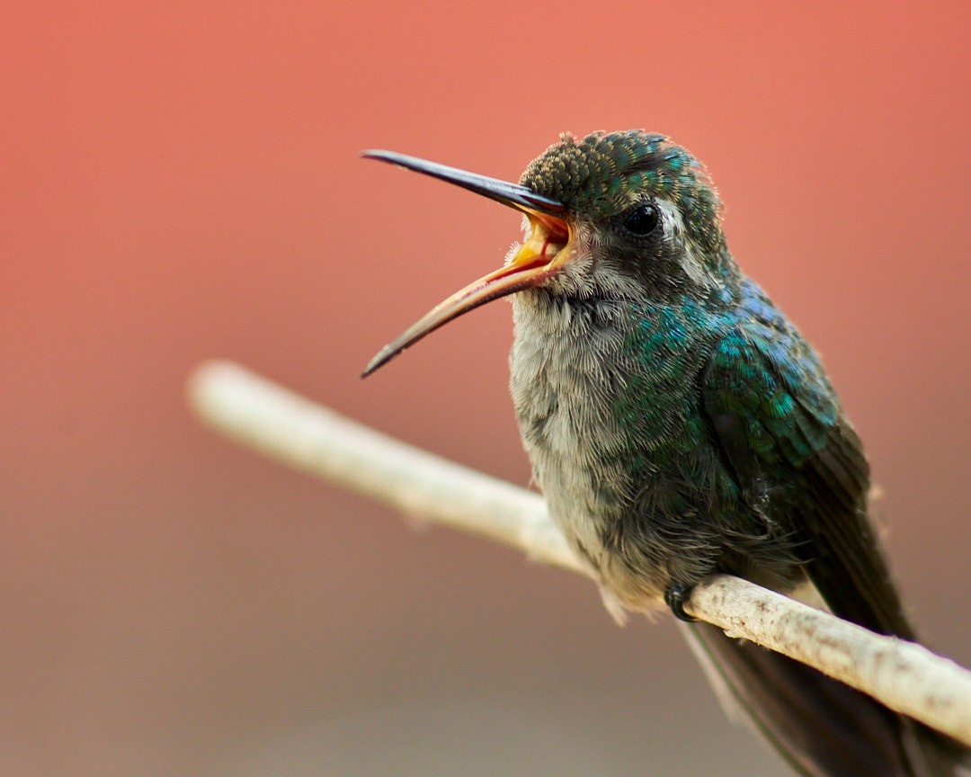 Cuban Emerald - ML623544342
