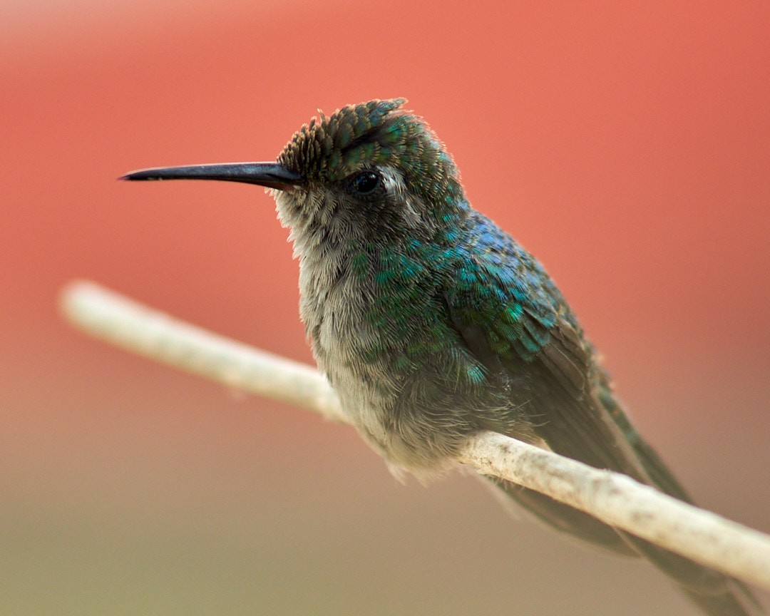 Cuban Emerald - ML623544343