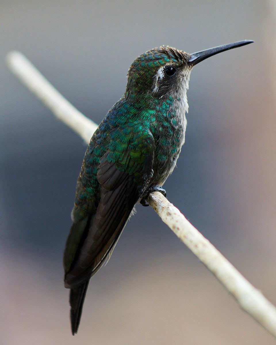 Cuban Emerald - ML623544344