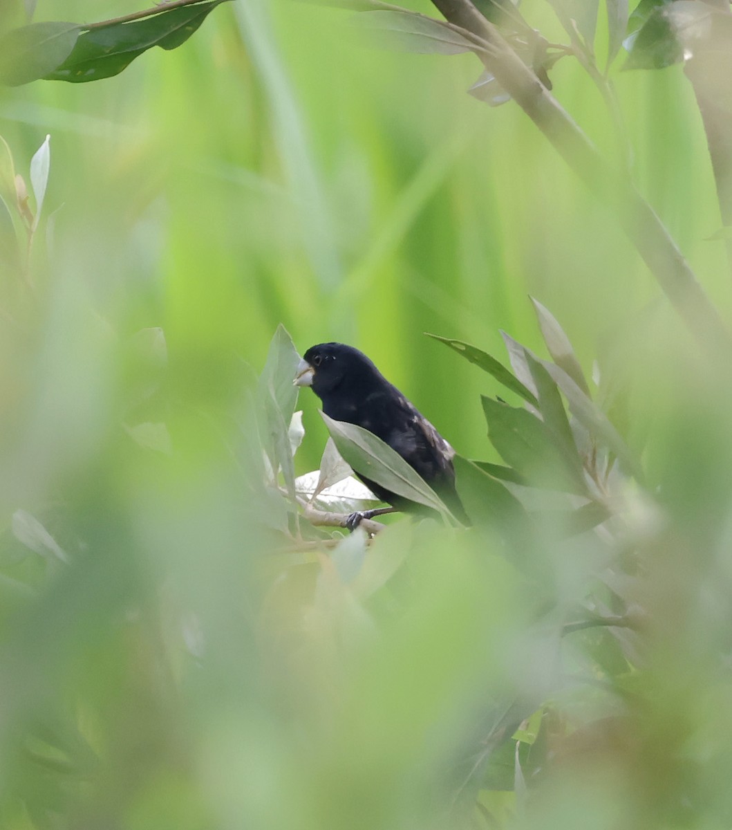 Large-billed Seed-Finch - ML623544504