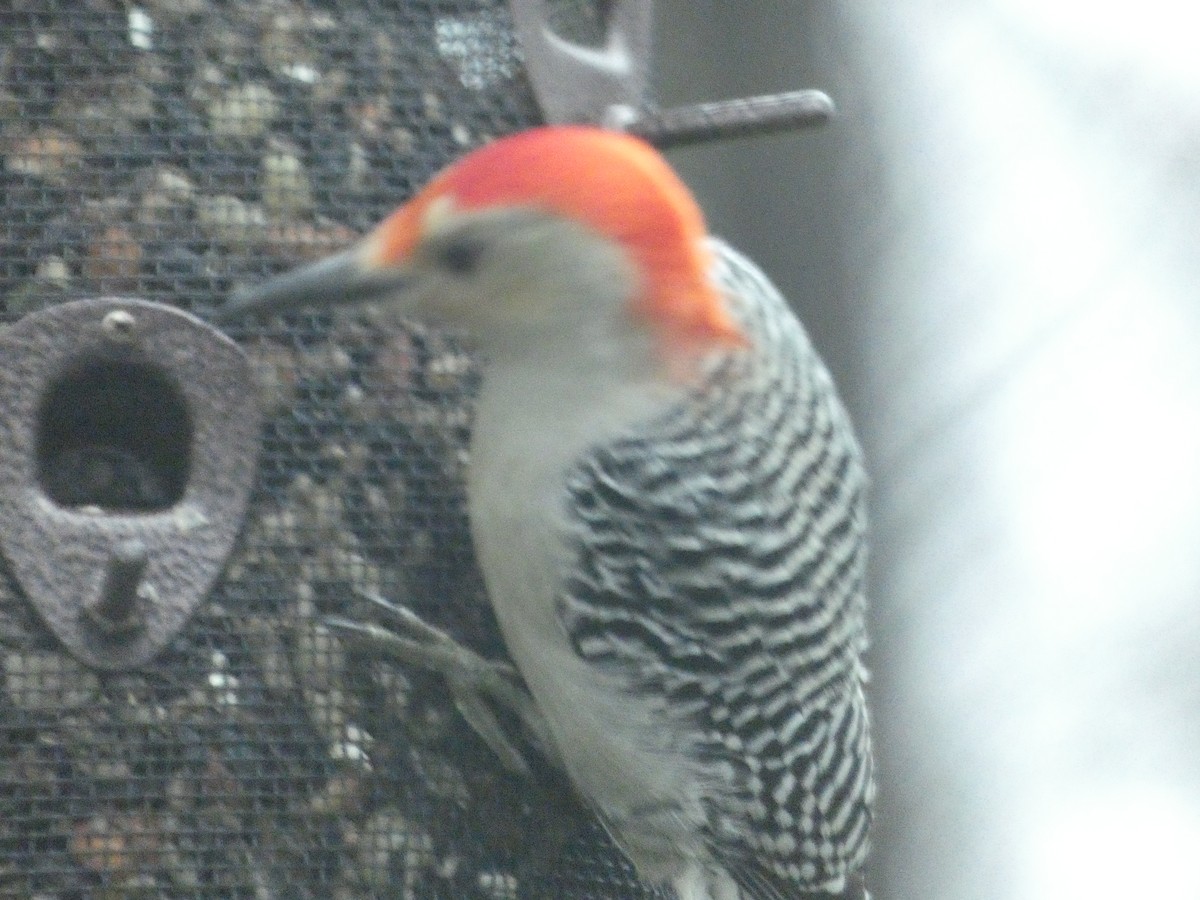 Red-bellied Woodpecker - ML623544506