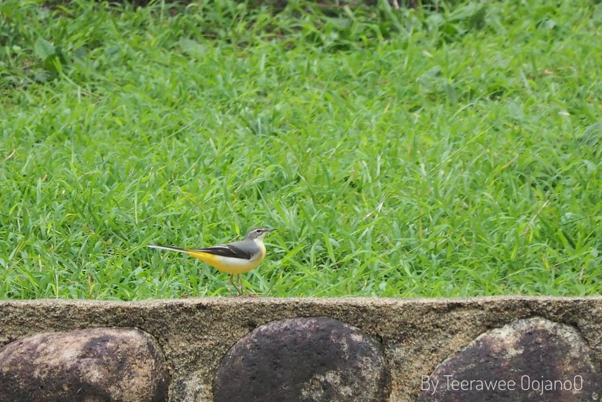 Gray Wagtail - ML623544510