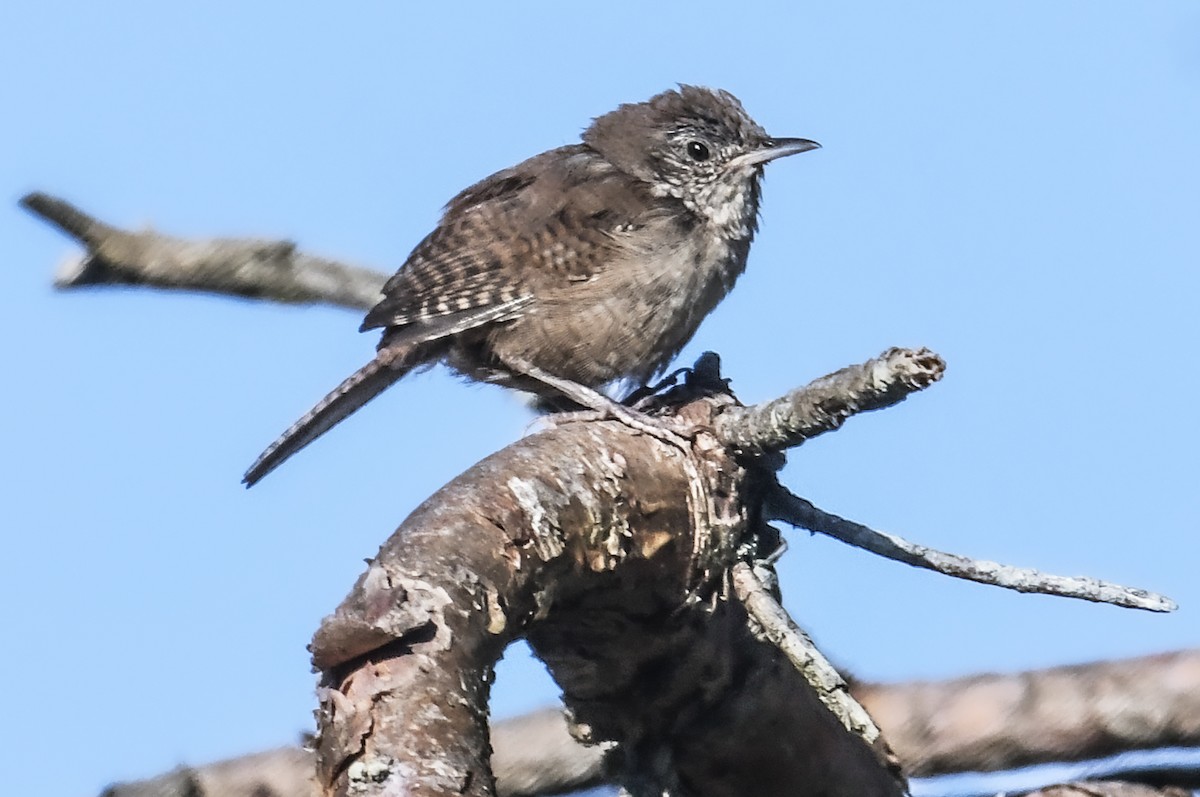 Northern House Wren - ML623544528