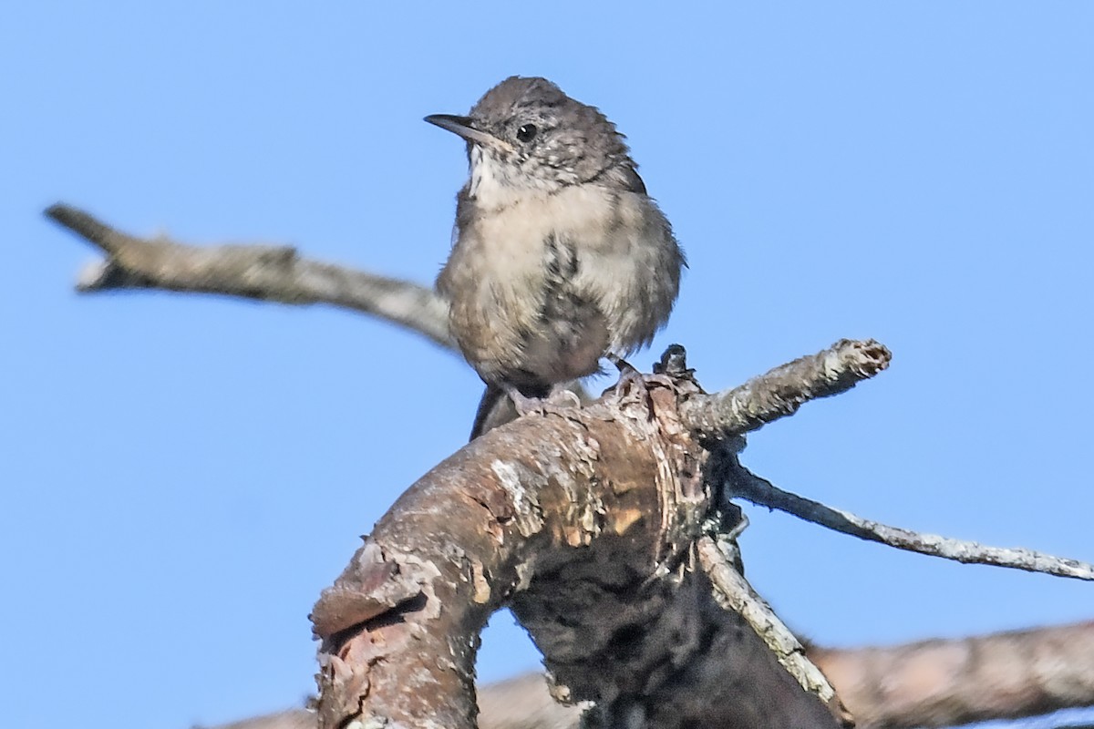Northern House Wren - ML623544529