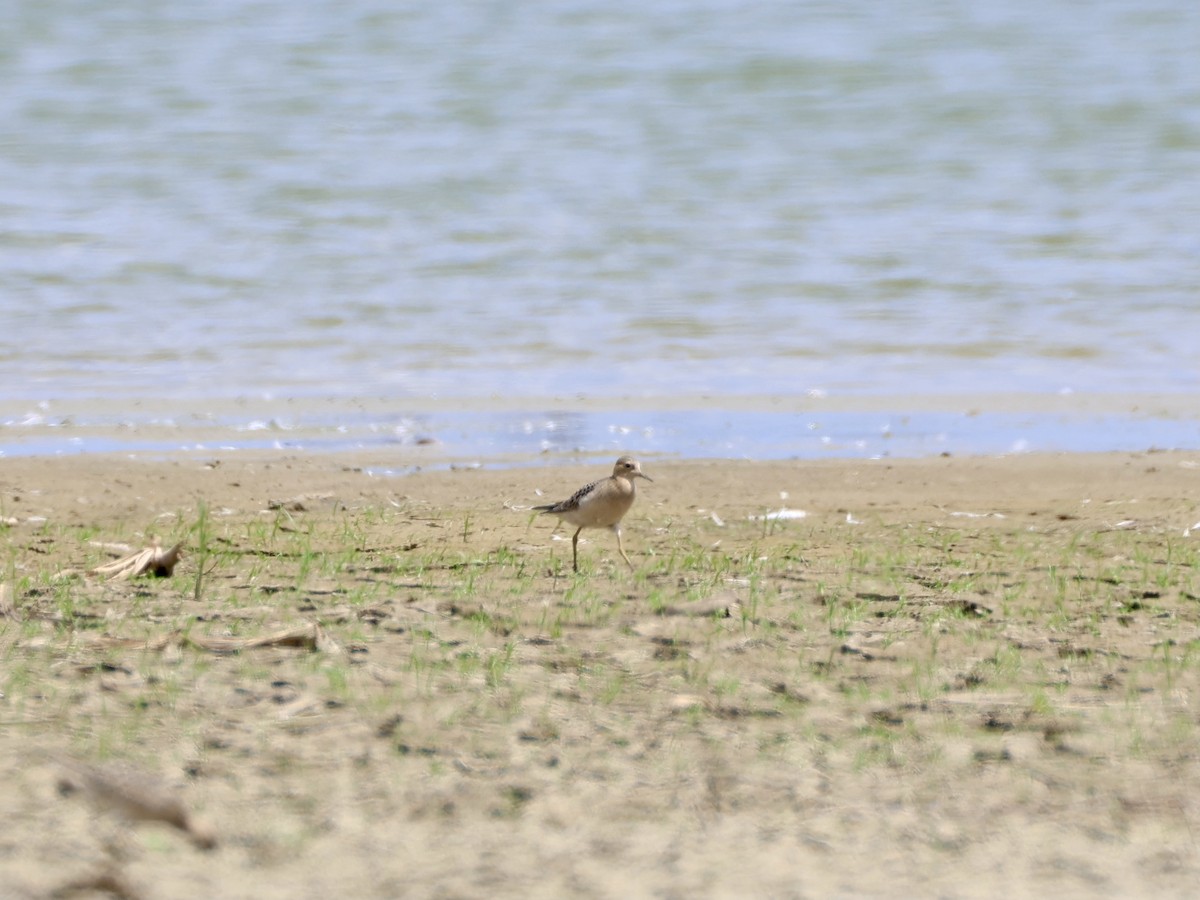 Buff-breasted Sandpiper - ML623544557