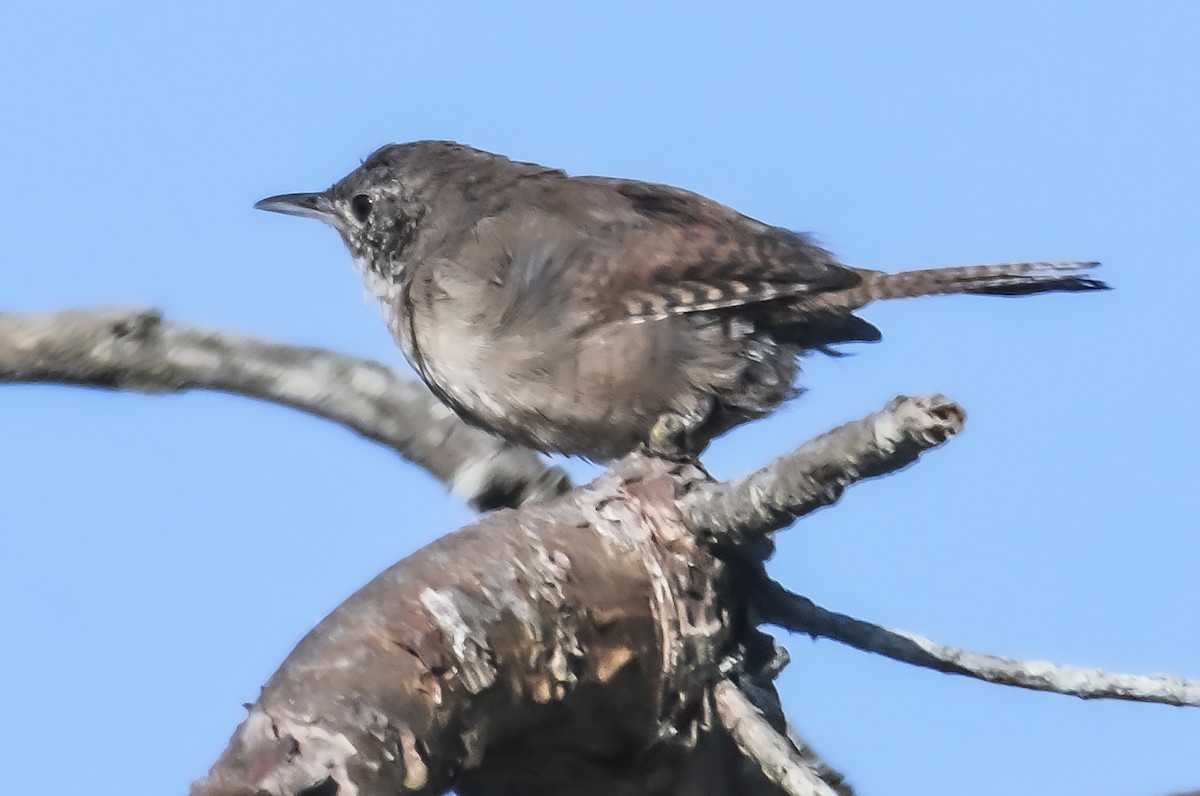 Northern House Wren - ML623544594