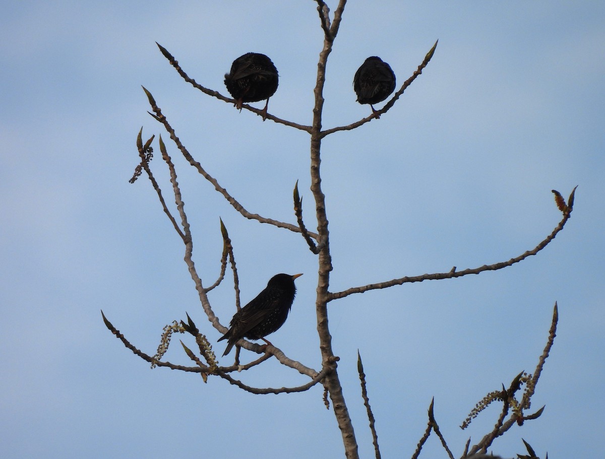 European Starling - ML623544595