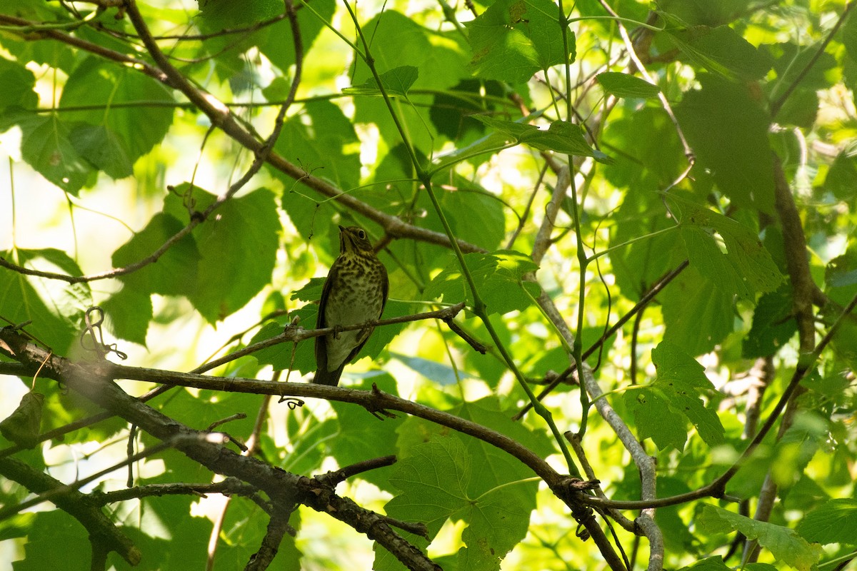 Swainson's Thrush - ML623544613