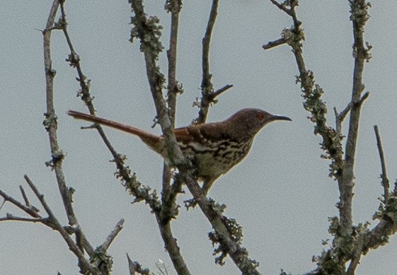 Long-billed Thrasher - ML623544615