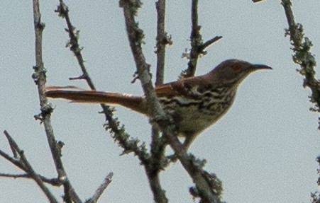 Long-billed Thrasher - ML623544616